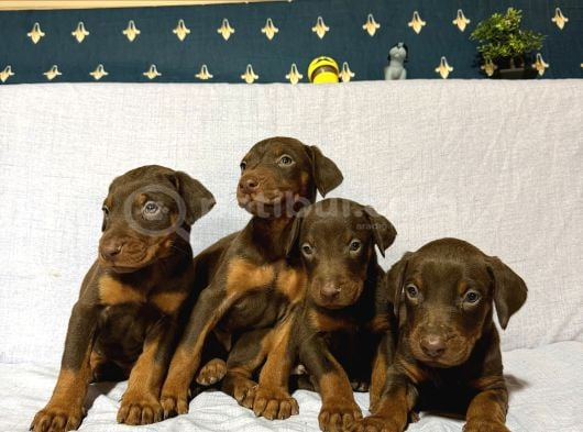 Doberman görsel