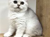 Mükemmel British Shorthair Yavrular Yeni Yuvasını Arıyor