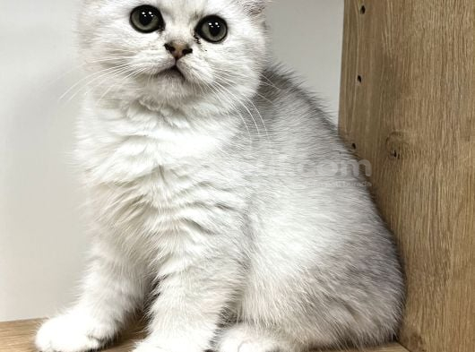 Mükemmel British Shorthair Yavrular Yeni Yuvasını Arıyor görsel