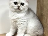 Mükemmel British Shorthair Yavrular yeni Yuvasını Arıyor