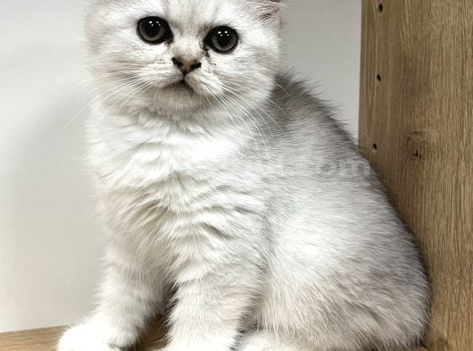 Mükemmel British Shorthair Yavrular Yeni Yuvasını Arıyor