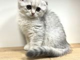 Wc Eğitimli Uysal Scottish Fold Bebekler