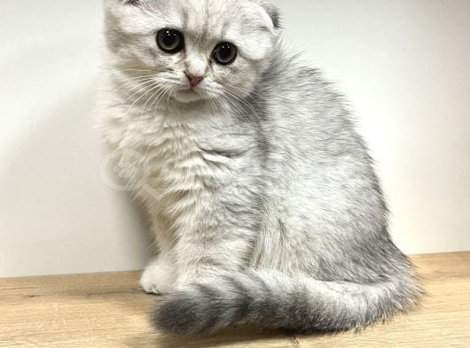 Wc Eğitimli Uysal Scottish Fold Bebekler görsel
