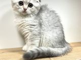 Wc Eğitimli Uysal Scottish Fold Bebekler
