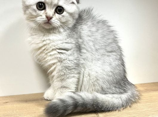 Wc Eğitimli Uysal Scottish Fold Bebekler
