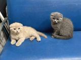 Wc Eğitimli Uysal Scottish Fold Bebekler