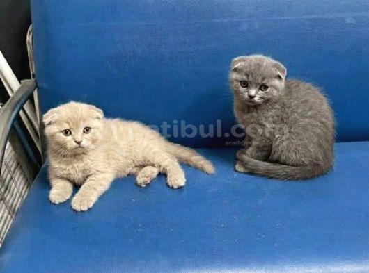 Wc Eğitimli Uysal Scottish Fold Bebekler görsel