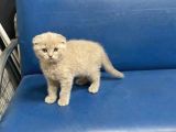 Wc Eğitimli Uysal Scottish Fold Bebekler