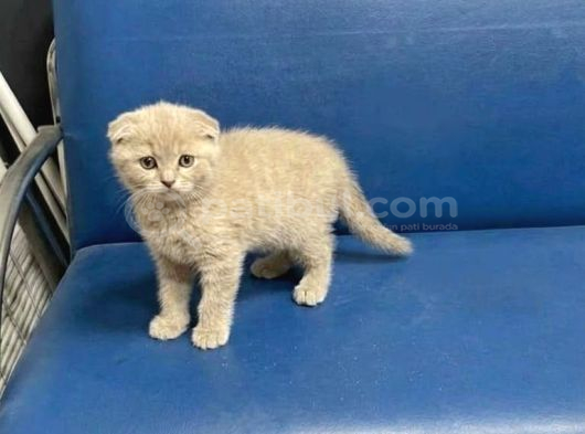 Wc Eğitimli Uysal Scottish Fold Bebekler görsel