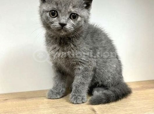 Mükemmel British Shorthair Yavrular Yeni Yuvasını Arıyor görsel