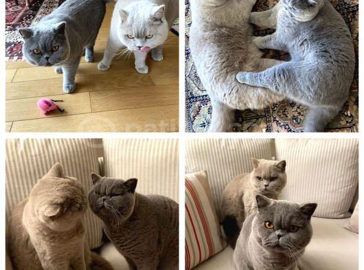 Muhteşem Lilac-Gerçek British Shorthair Yavruları görsel
