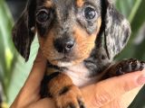 Birbirinden Güzel Dachshund Yavrularımız