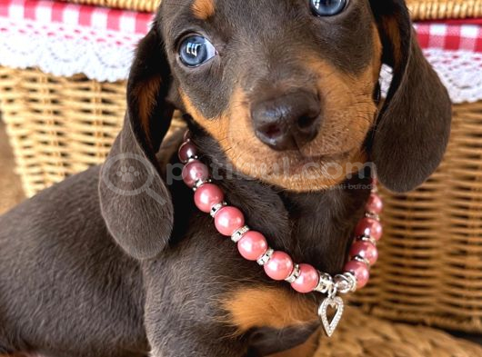 Birbirinden Güzel Dachshund Yavrularımız görsel