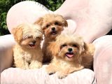 Eşsiz Güzellikte Maltipoo Yavrular
