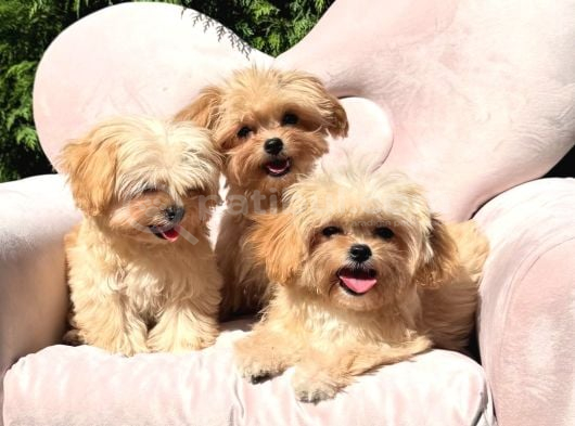 Eşsiz Güzellikte Maltipoo Yavrular görsel