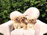 Eşsiz Güzellikte Maltipoo Yavrular