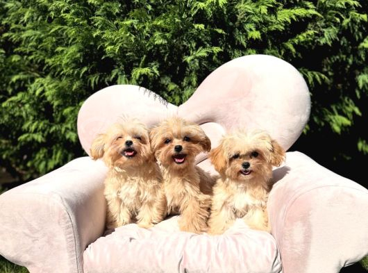 Eşsiz Güzellikte Maltipoo Yavrular görsel