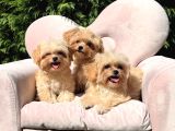 Eşsiz Güzellikte Maltipoo Yavrular