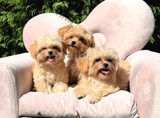 Eşsiz güzellikte maltipoo yavrular