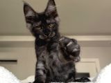 Wcf Maine Coon Erkekler Ns