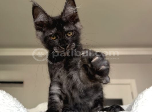 Wcf Maine Coon Erkekler Ns görsel