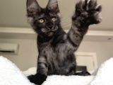 WCF Maine Coon erkekler ns