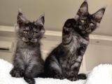 Wcf Maine Coon Erkekler Ns