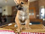Shiba Lnu Eşsiz Güzellik Yavrular