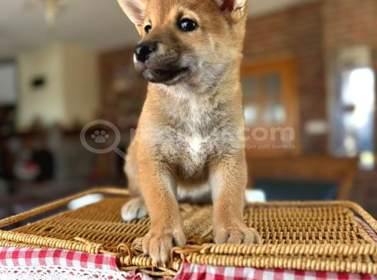 Shiba Lnu Eşsiz Güzellik Yavrular görsel