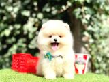 Ayıcık Boo Surat Pomeranian Yavrular