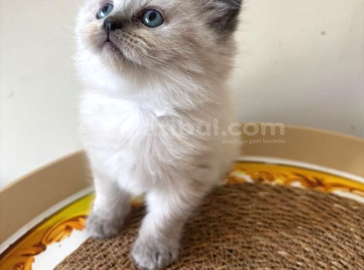 Blue point longhair yavrumuz