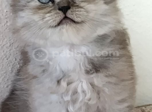 Silver Long Erkek Yavrumuz görsel