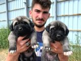 81 Ile Gün Içinde Gönderim Yaparım