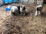 81 ile gün içinde gönderim yaparım