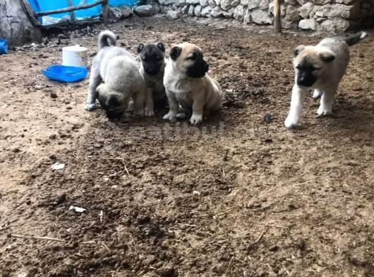 81 ile gün içinde gönderim yaparım