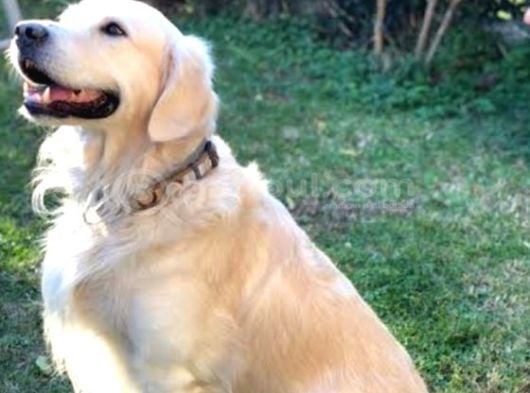 Golden Retri̇ever Baby Senin Olsun Nedersin görsel