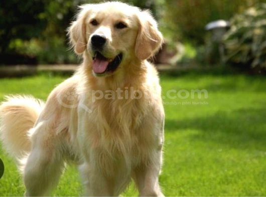 Golden Retri̇ever Baby Senin Olsun Nedersin görsel