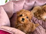 Malti̇poo Ci̇nsi̇ Yavrular Ev Üreti̇mi̇