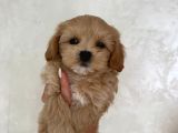 Malti̇poo Ci̇nsi̇ Yavrular Ev Üreti̇mi̇
