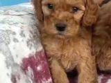 Toy Poodle Sevi̇mli̇ Yavrular Ev Üreti̇mi̇