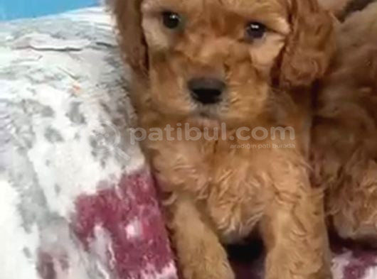 Toy Poodle Sevi̇mli̇ Yavrular Ev Üreti̇mi̇ görsel