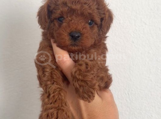 Toy Poodle Sevi̇mli̇ Yavrular Ev Üreti̇mi̇
