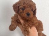 Toy Poodle Sevi̇mli̇ Yavrular Ev Üreti̇mi̇