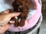 Toy poodle ırkının en güzeli mükemmel yavrular