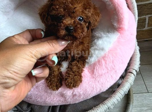 Toy poodle ırkının en güzeli mükemmel yavrular