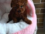 Toy Poodle Irkının En Güzeli Mükemmel Yavrular