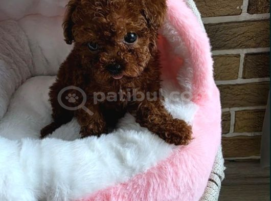 Toy Poodle Irkının En Güzeli Mükemmel Yavrular görsel