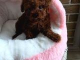 Toy Poodle Irkının En Güzeli Mükemmel Yavrular