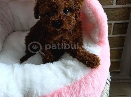 Toy Poodle Irkının En Güzeli Mükemmel Yavrular görsel