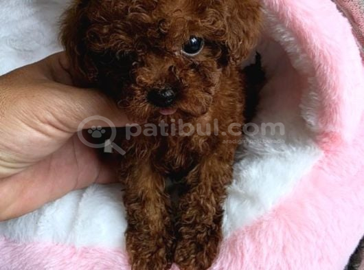 Toy Poodle Irkının En Güzeli Mükemmel Yavrular görsel